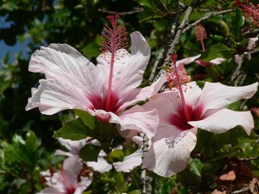 הוילה São João do Estoril Casa Do Hibisco מראה חיצוני תמונה